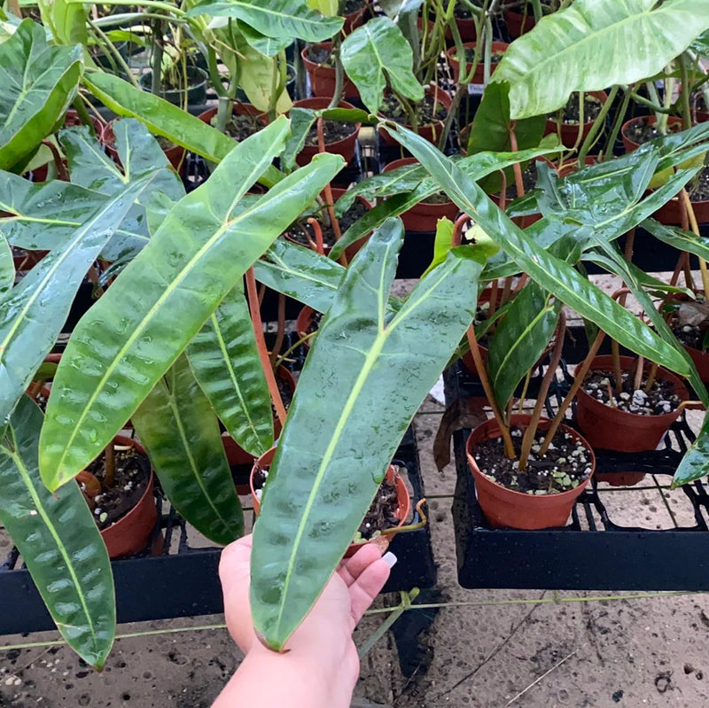 Philodendron billietiae seedling