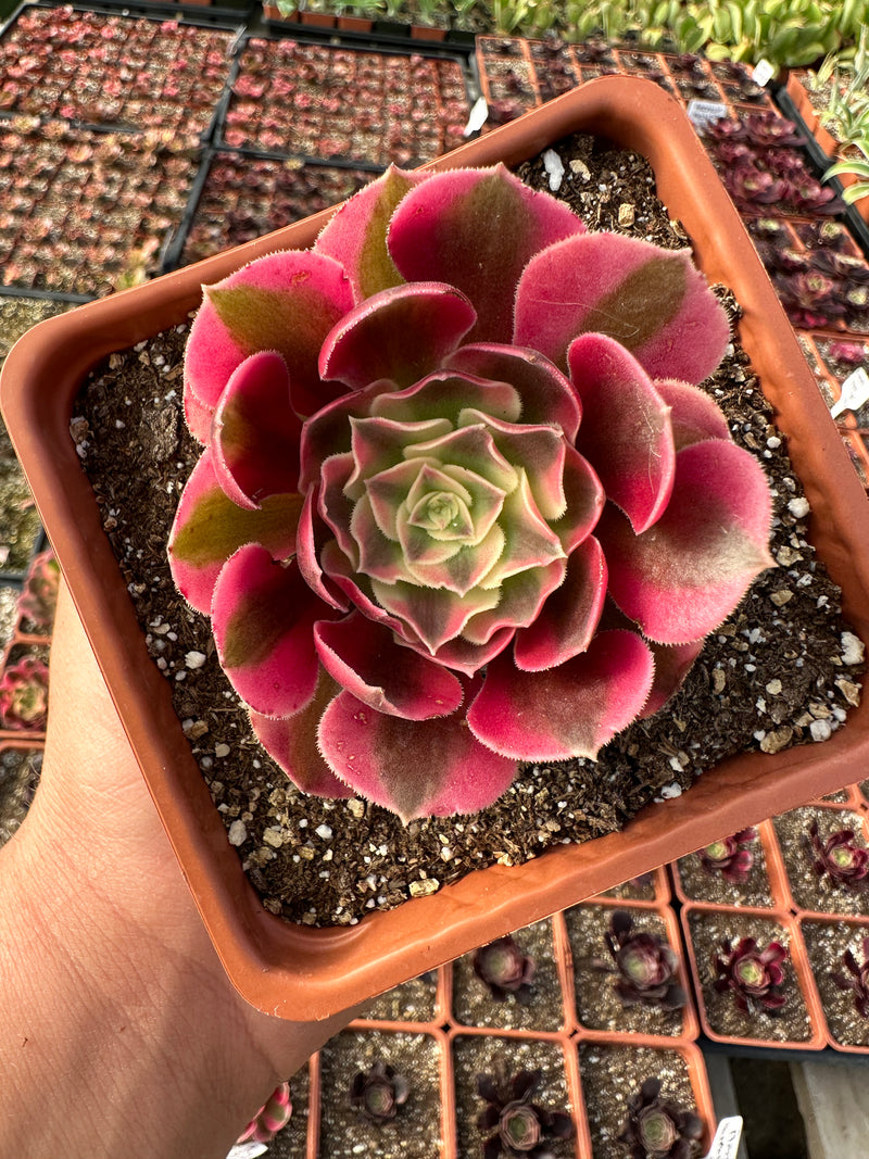 Aeonium Pink Witch 4”