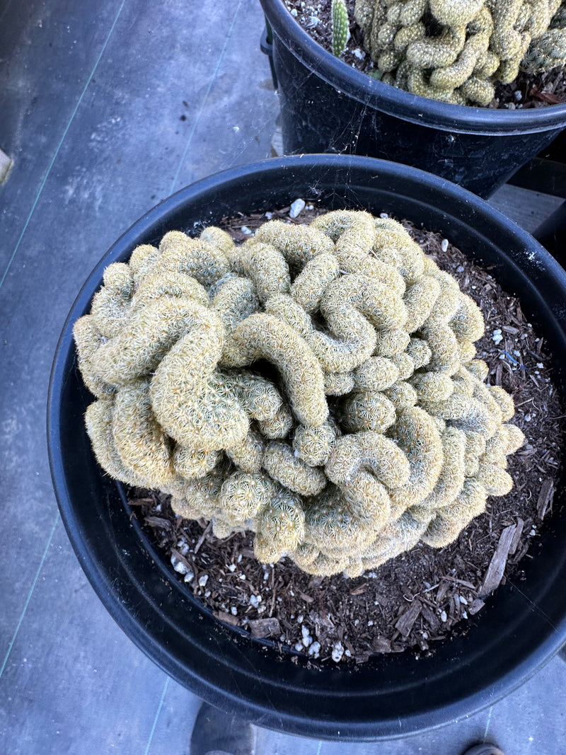 Mammillaria elongata (Brain cactus )