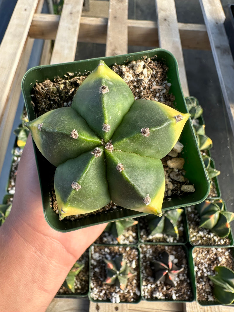 Astrophytum myriostigma variegated