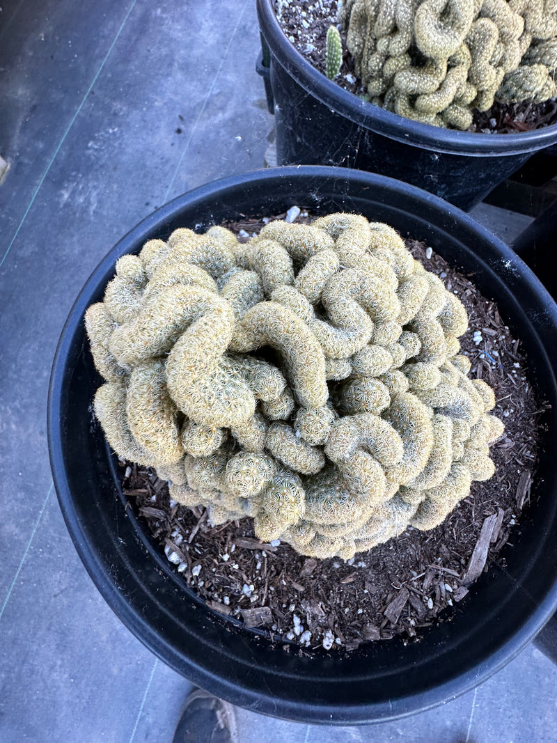 Mammillaria elongata (Brain cactus )