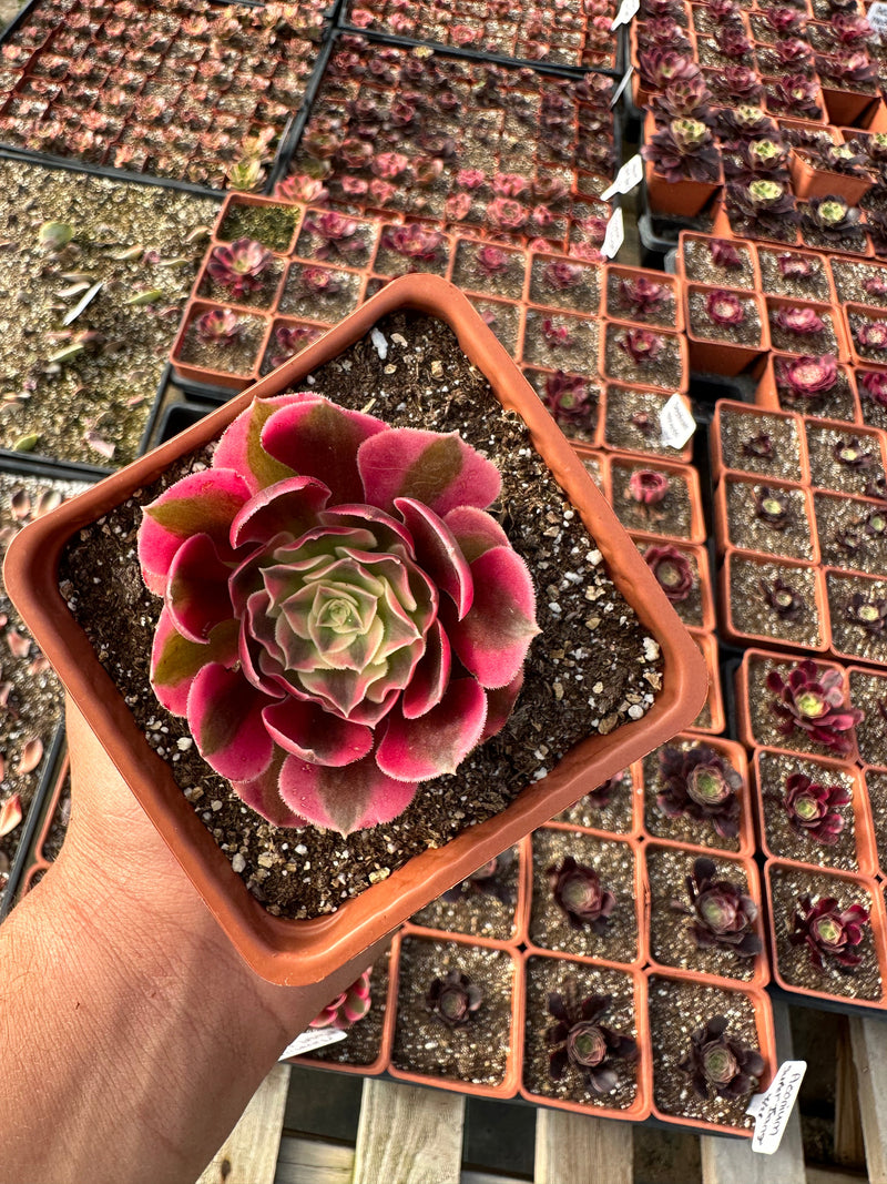 Aeonium Pink Witch 6”