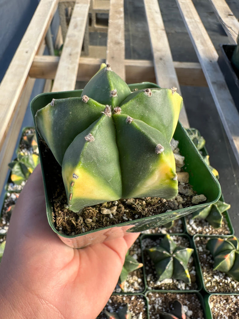 Astrophytum myriostigma variegated