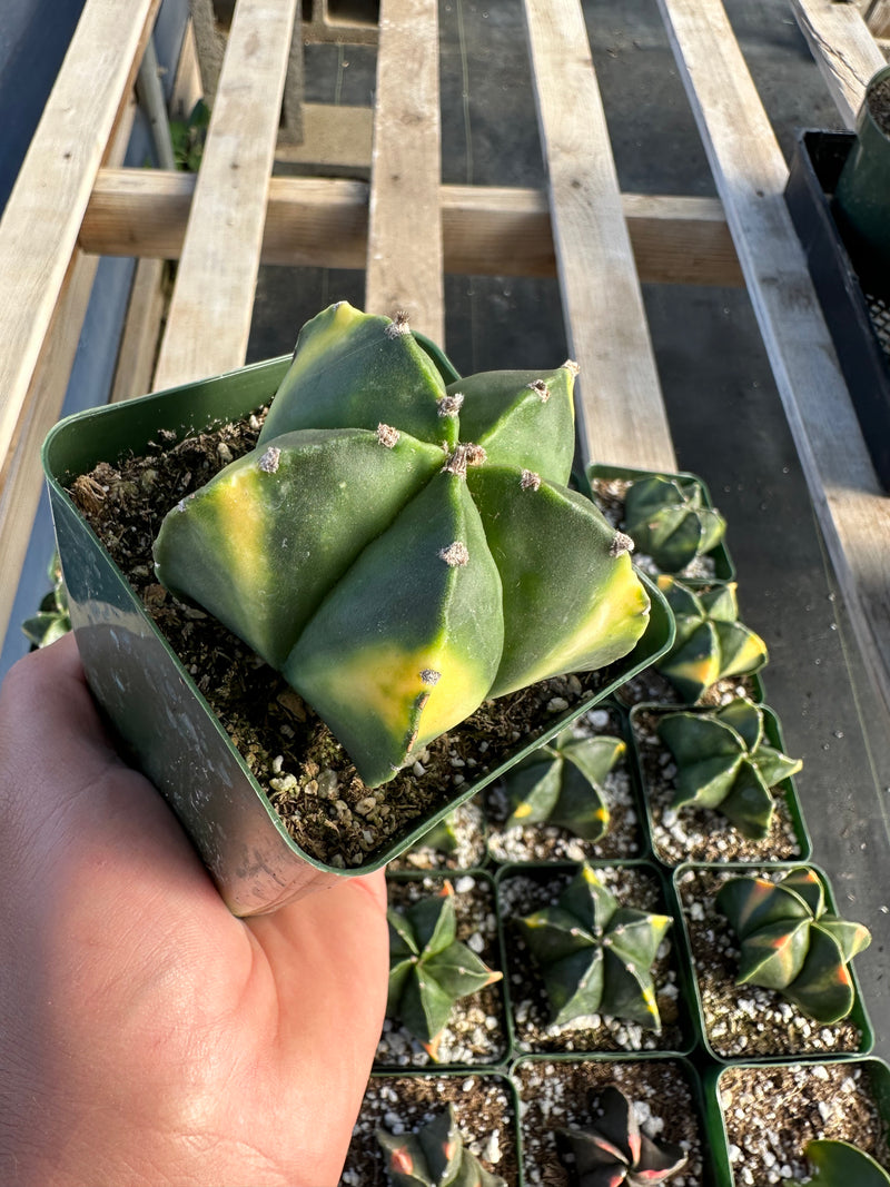 Astrophytum myriostigma variegated