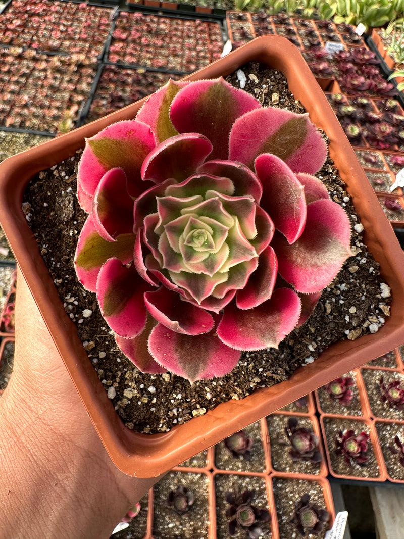 Aeonium Pink Witch 4”
