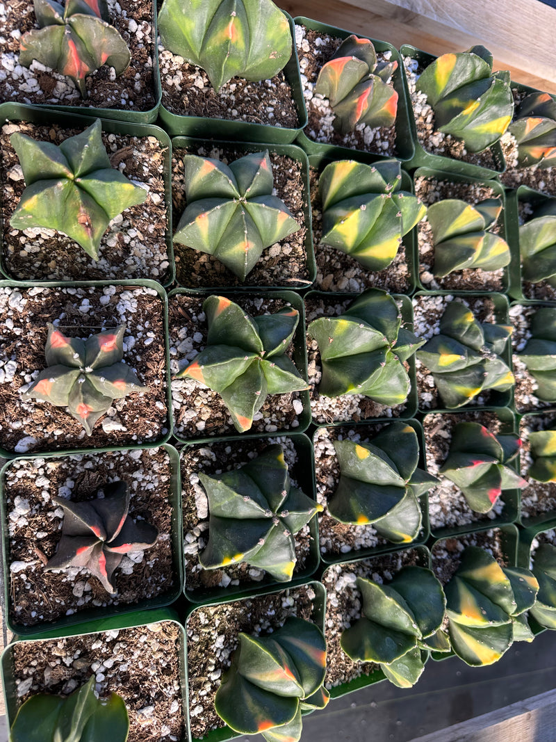 Astrophytum myriostigma variegated