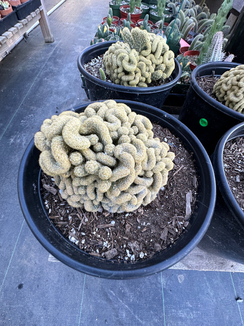 Mammillaria elongata (Brain cactus )