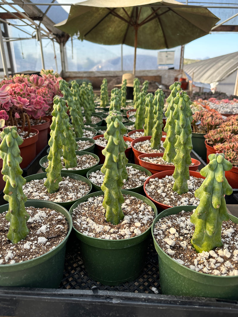 Myrtillocactus geometrizans Fukurokuryuzinboku (Boobie cactus)