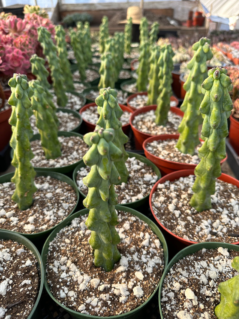 Myrtillocactus geometrizans Fukurokuryuzinboku (Boobie cactus)