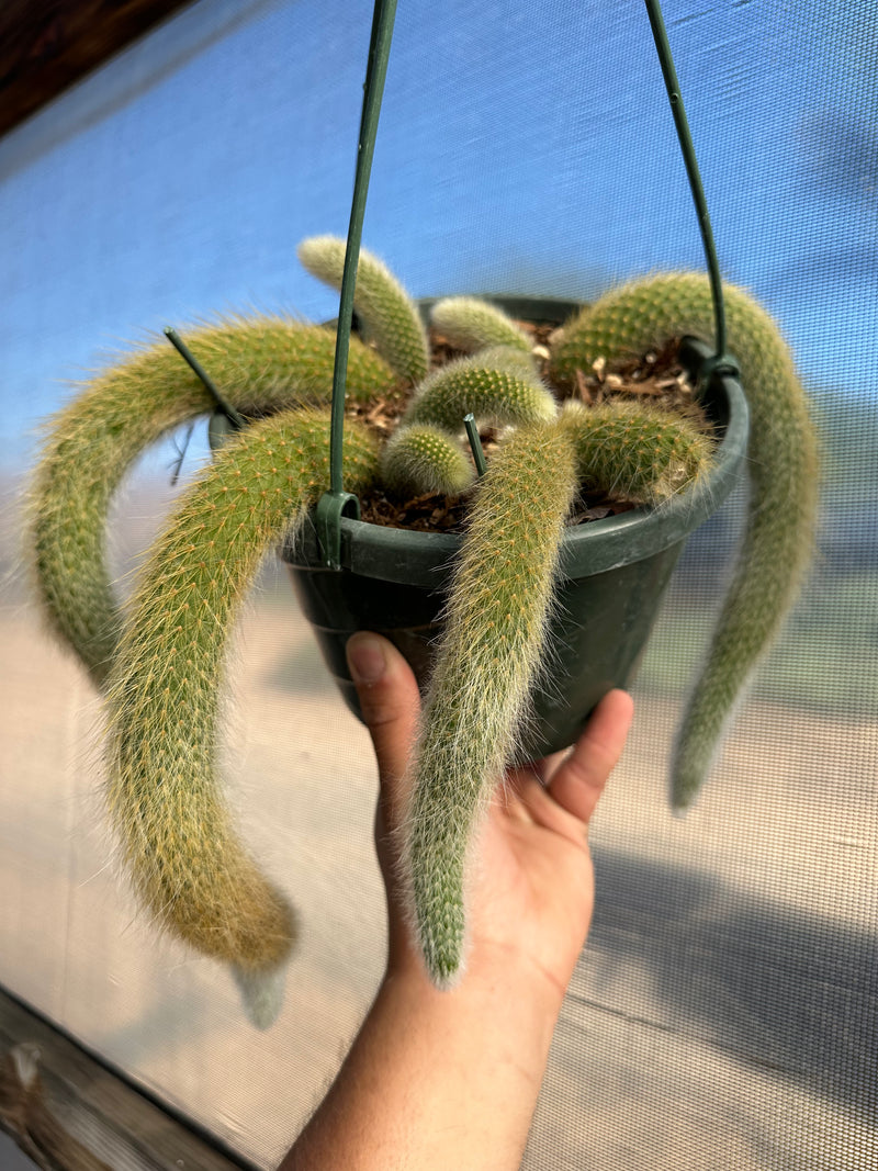 Cleistocactus colademononis (Monkey Tail Cactus) 4”