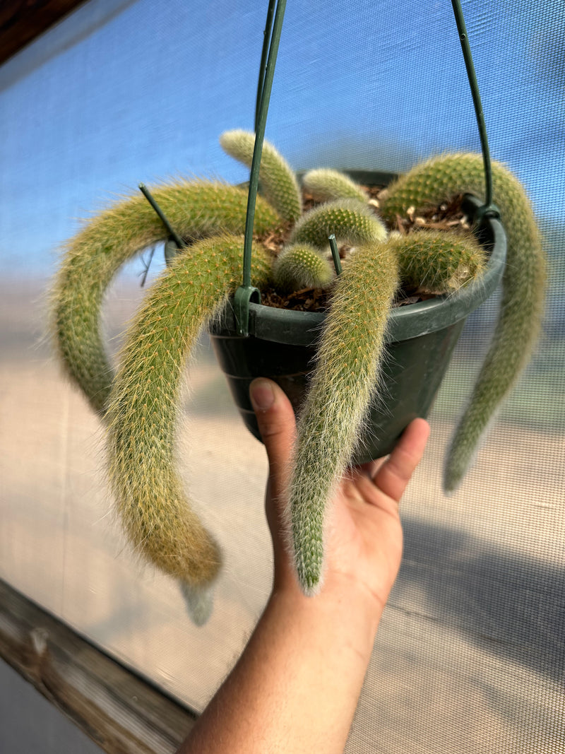 Cleistocactus colademononis (Monkey Tail Cactus) 4”
