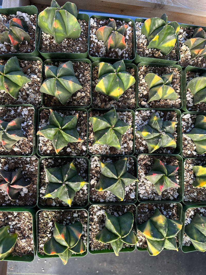 Astrophytum myriostigma variegated