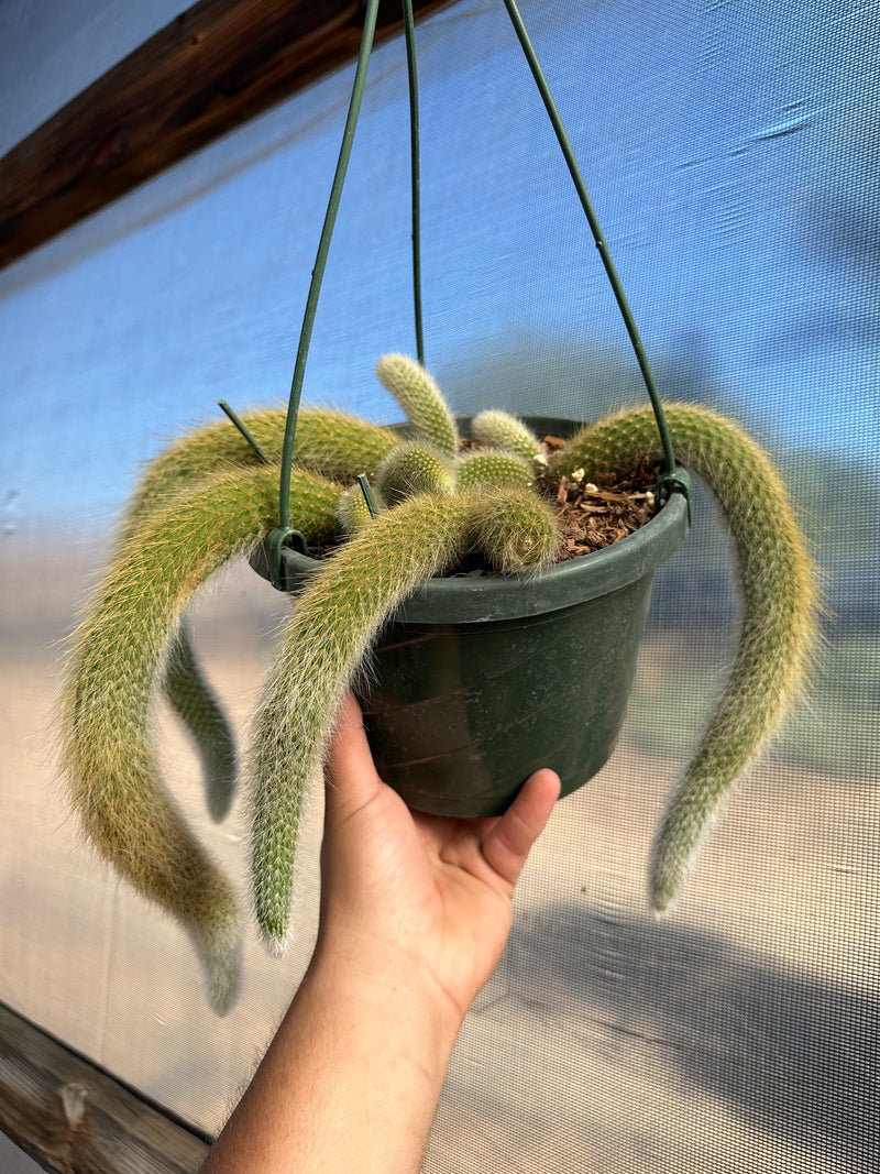 Cleistocactus colademononis (Monkey Tail Cactus) 4”