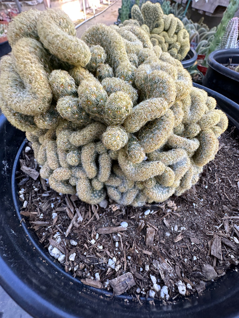 Mammillaria elongata (Brain cactus )