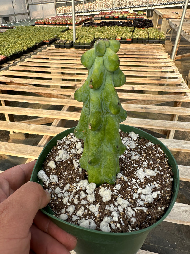 Myrtillocactus geometrizans Fukurokuryuzinboku (Boobie cactus)