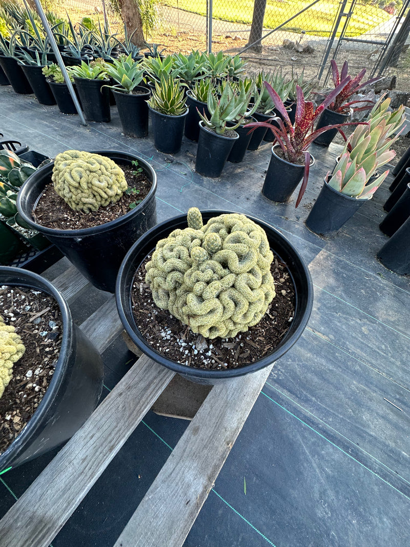 Mammillaria elongata (Brain cactus )