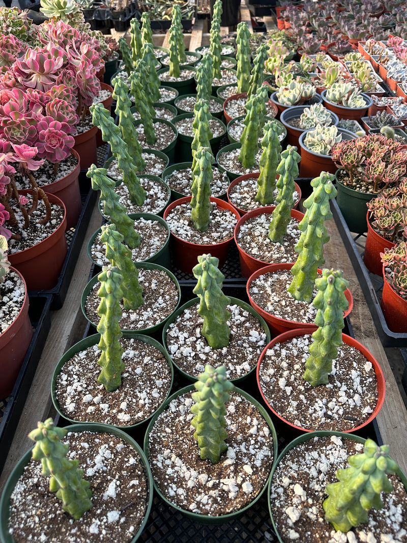 Myrtillocactus geometrizans Fukurokuryuzinboku (Boobie cactus)