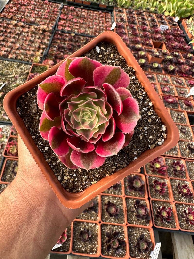 Aeonium Pink Witch 4”