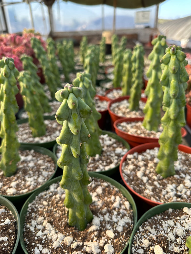Myrtillocactus geometrizans Fukurokuryuzinboku (Boobie cactus)