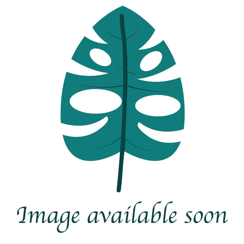 Crassula ovata (Gollum Jade) 1g