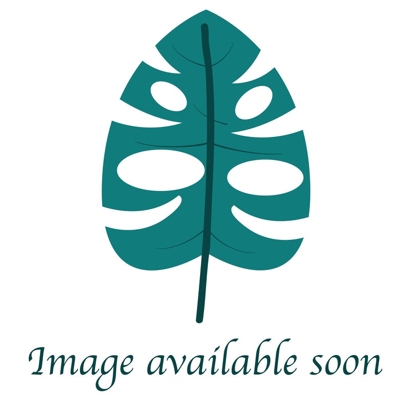 Philodendron Golden Crocodile (seedling)