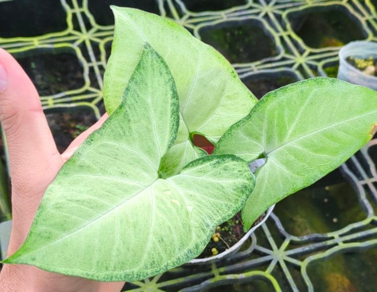 Syngonium podophyllum