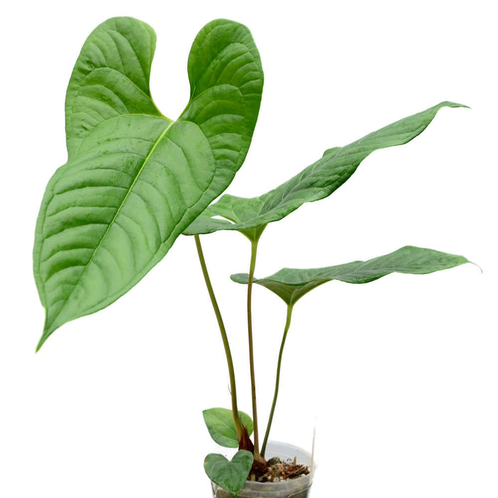 Anthurium ivanportillae (seedling)