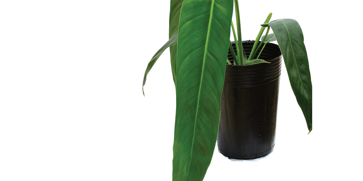 Philodendron Amazon spirit — Ecuagenera California