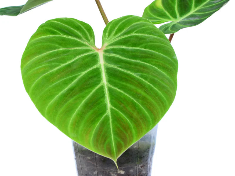 Philodendron verrucosum Amazon Sunset 'Iricolor'