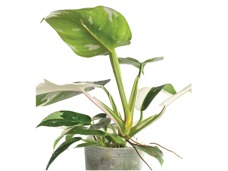 Philodendron White Wizard