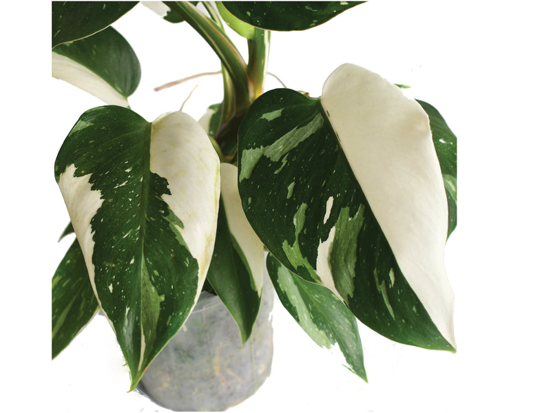 Philodendron White Wizard