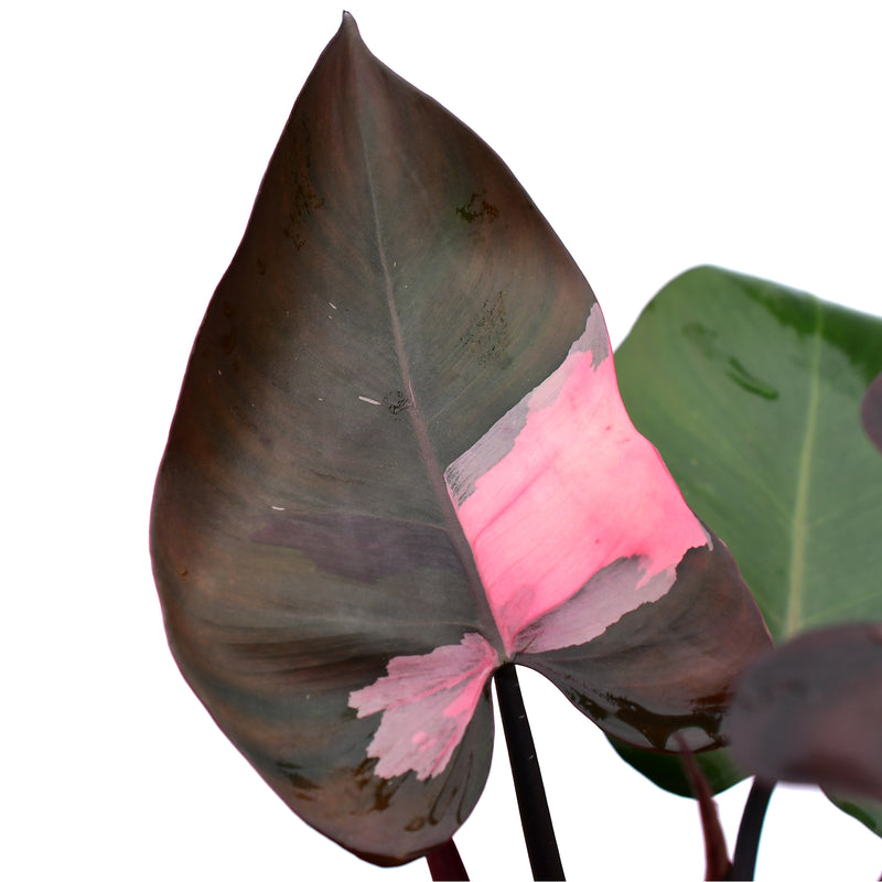 Philodendron Pink Princess