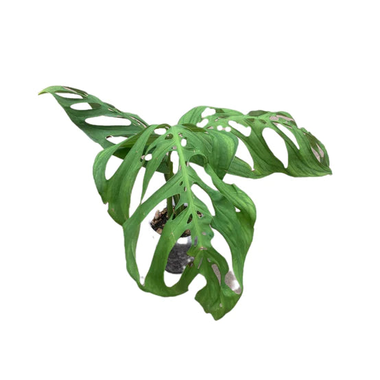 Monstera esqueleto