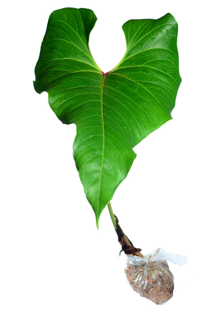 Anthurium cupulispathum