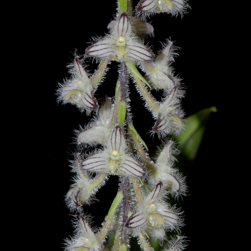Bulbophyllum lindleyanum