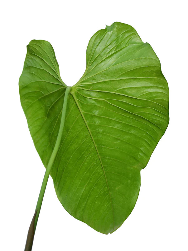 Anthurium cupulispathum green