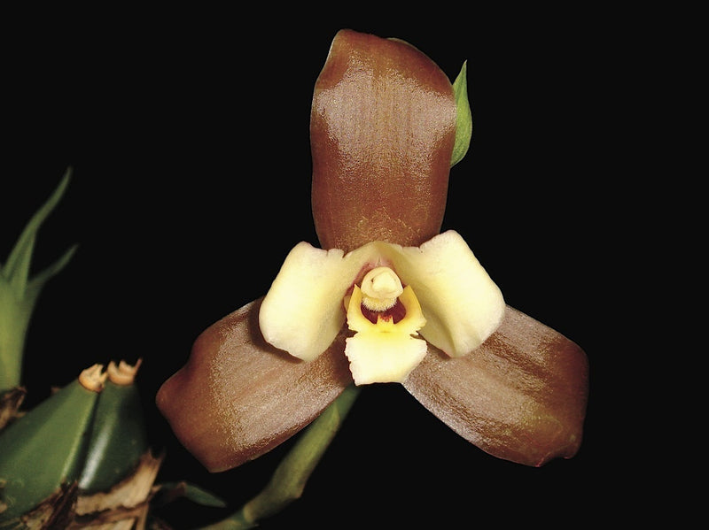Lycaste xytriophora