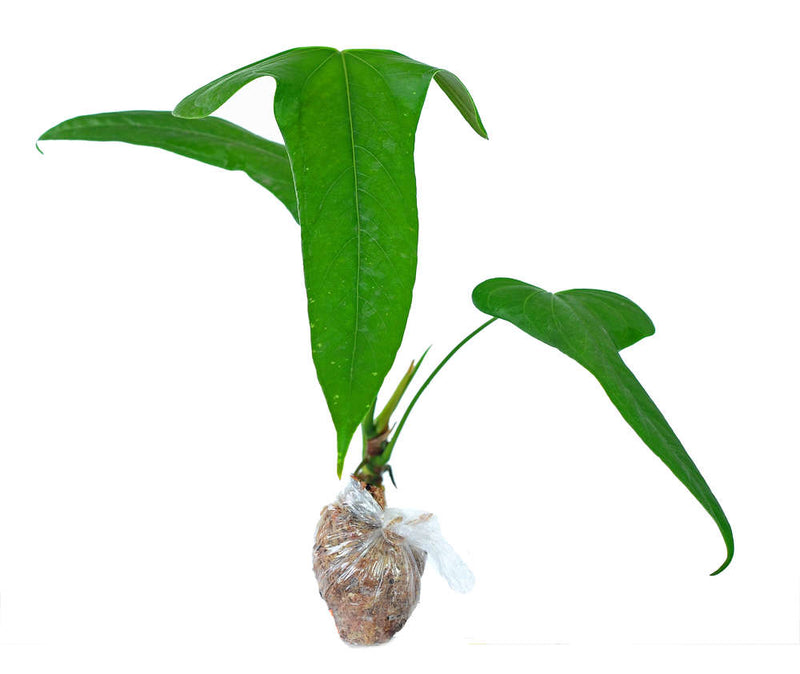 Anthurium falcatum Ecuagenera - seedling
