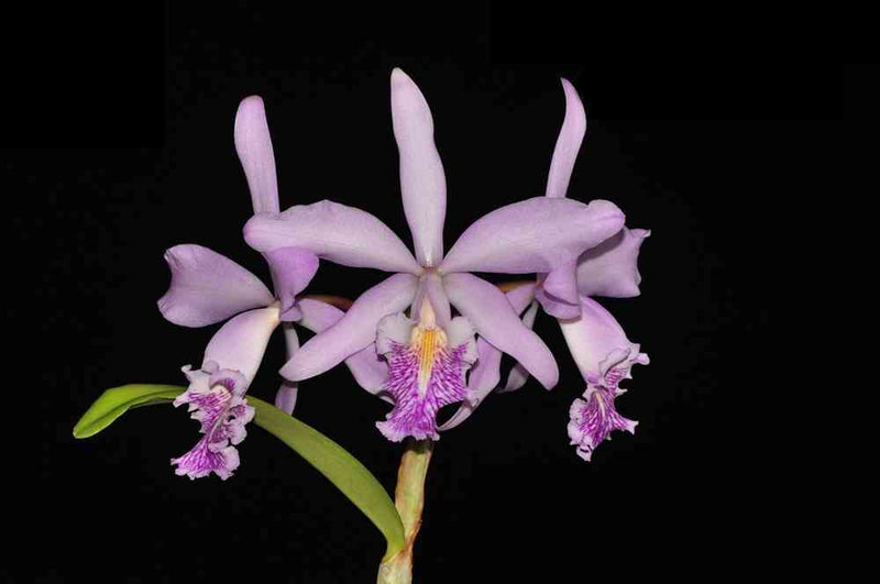 Cattleya Dominiana (1859)