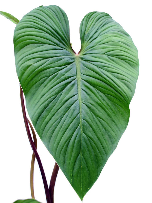 Philodendron mamei green