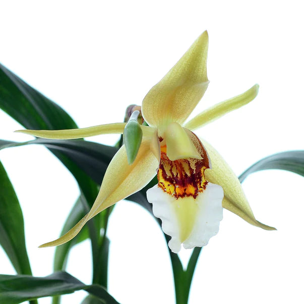 Coelogyne lawrenceana