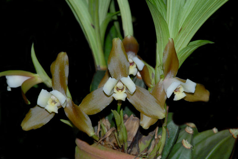 Lycaste xytriophora