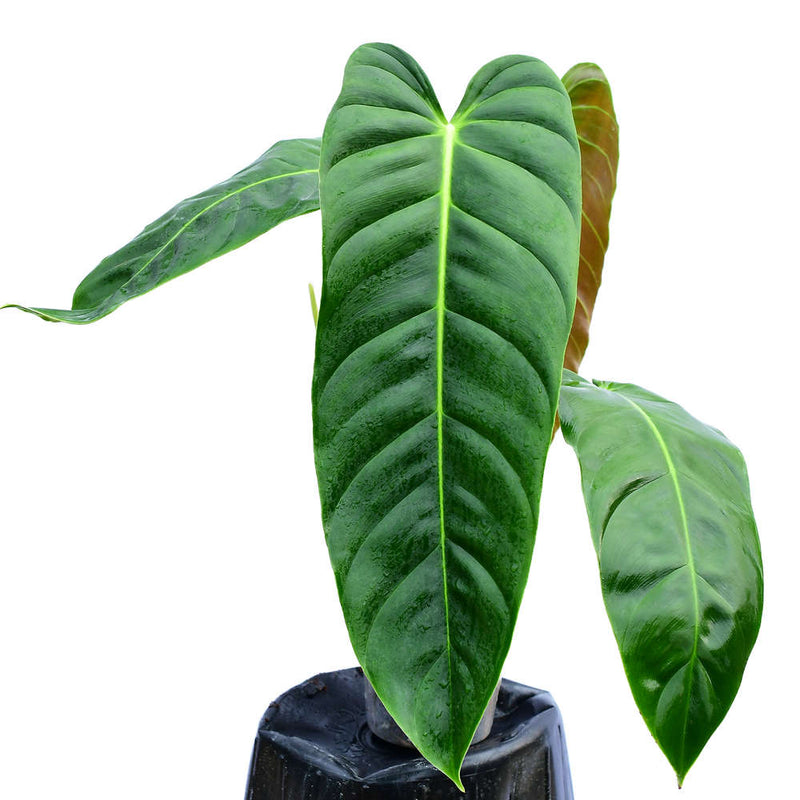 Philodendron esmeraldense narrow