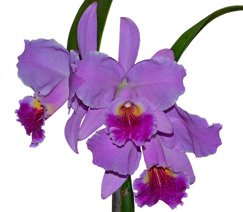 Cattleya Carmen