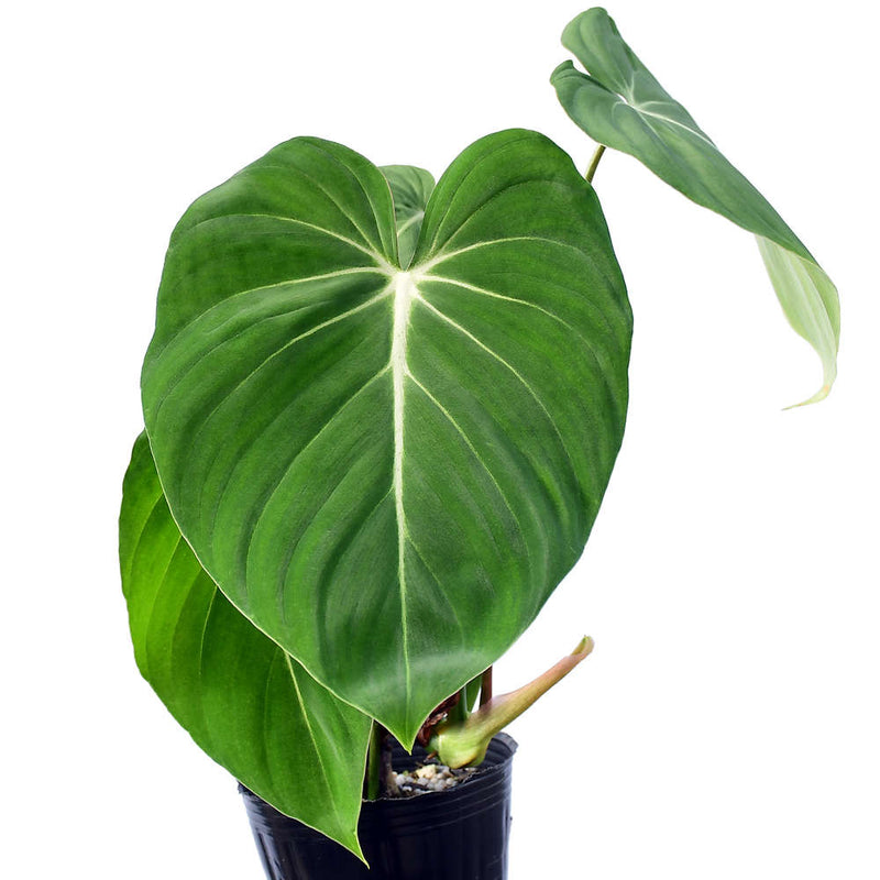Philodendron gloriosum verde