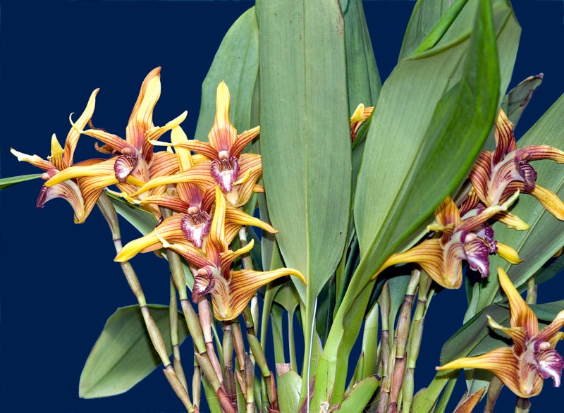 Maxillaria striata