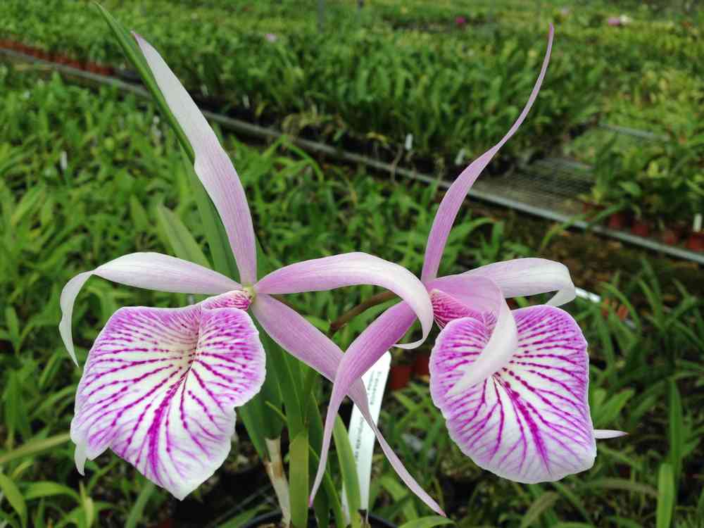 Brassocattleya Fuchs Star — Ecuagenera California