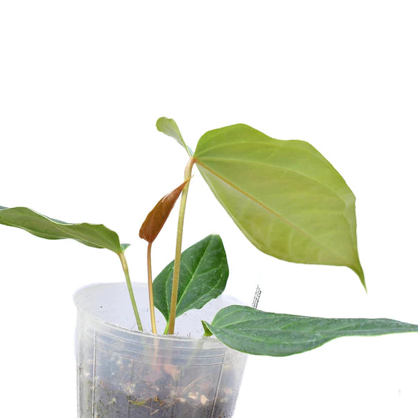 Anthurium Lost in Paquisha