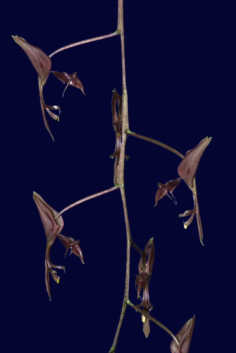 Gongora quinquenervis