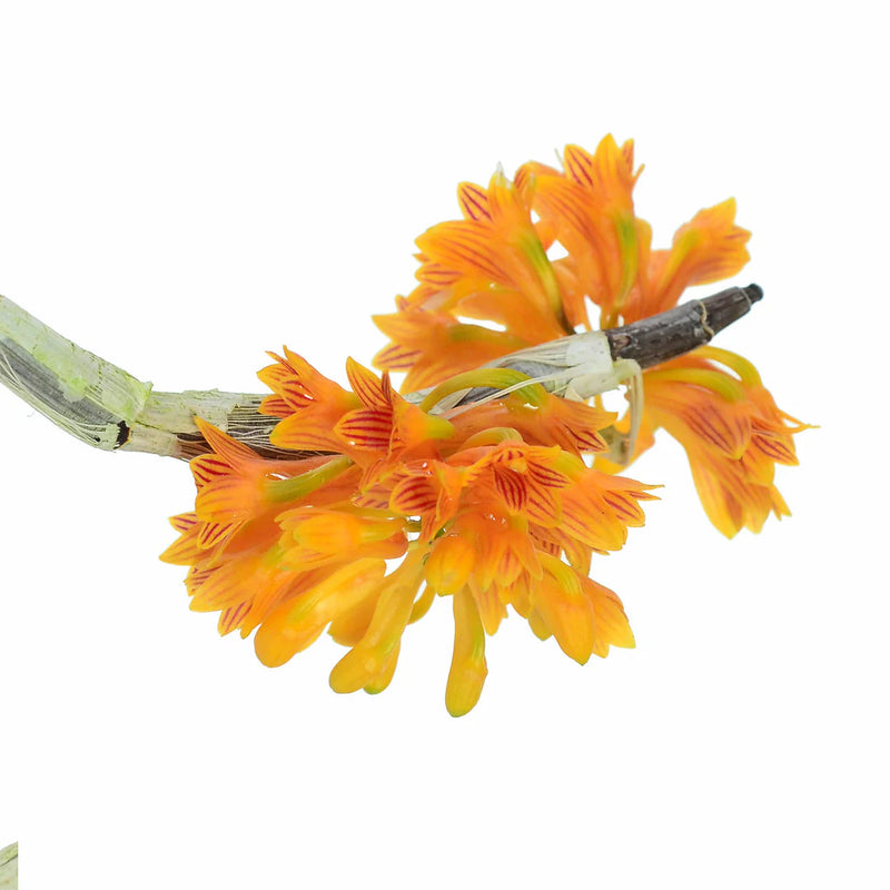 Dendrobium bullenianum